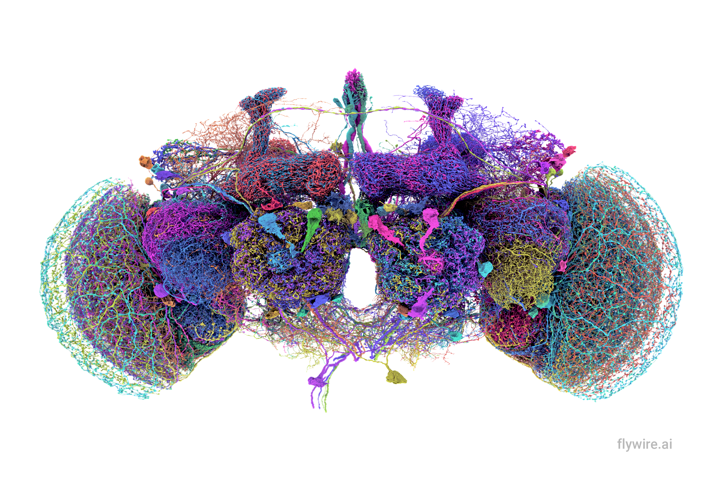 Original FlyWire illustration: 50 largest neurons
