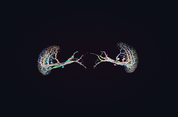 Still view of twelve flywire visual-system neurons