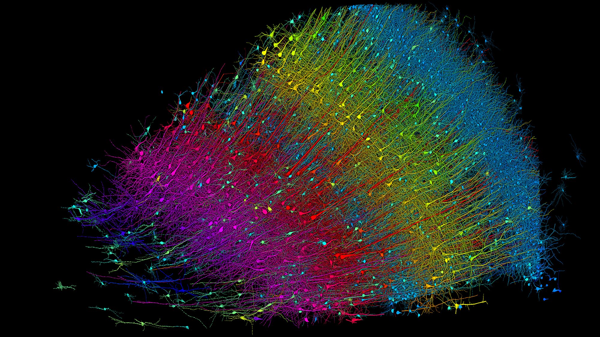 Human cortex illustration, colored by depth