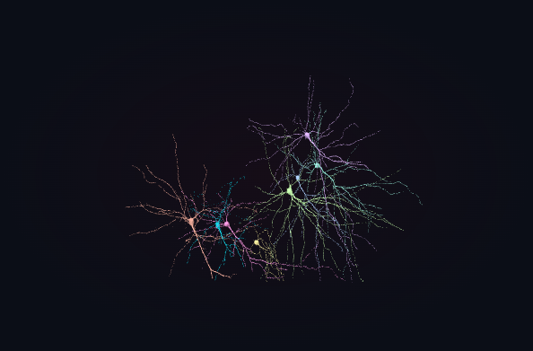 Still view of eight proofread human cortex cells